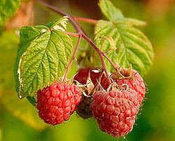 250px-Raspberries_(Rubus_Idaeus).jpg